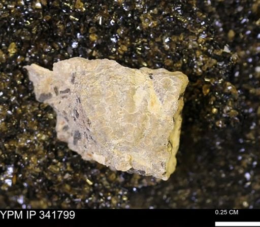 Scaphites?