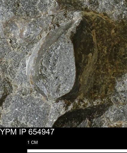 undet. Bivalvia