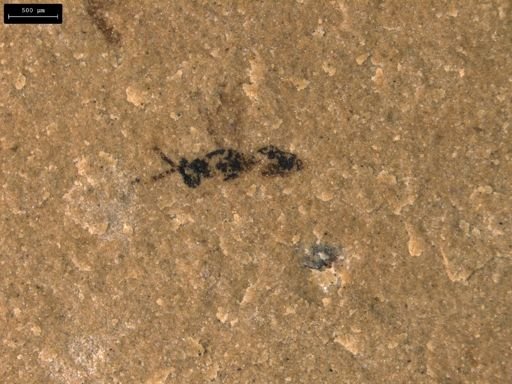 taxon undetermined