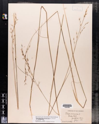 Piptochaetium avenaceum