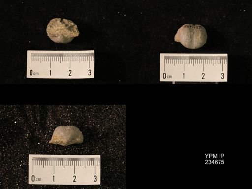 Marginifera splendens
