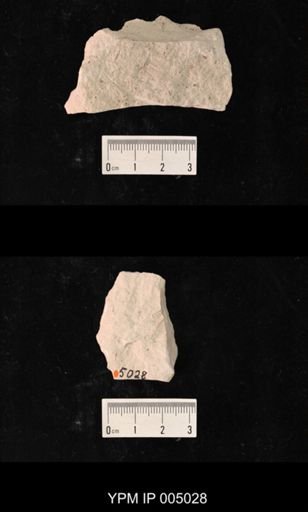 Megatypidae