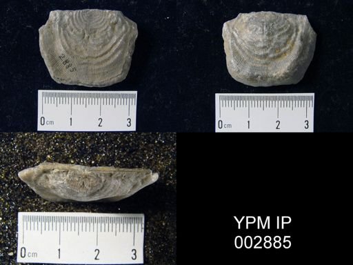 Leptaena rhomboidalis