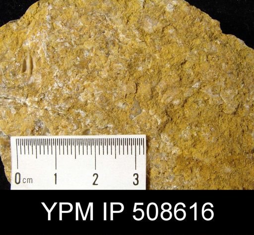 undet. Brachiopoda