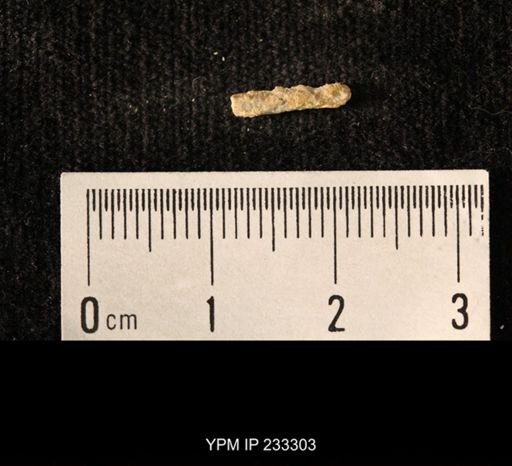 Archaeocidaris sp.
