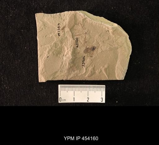 undet. Hemiptera