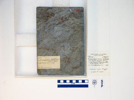 Batrachopus bellus
