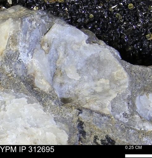 Phelopteria linguaeformis