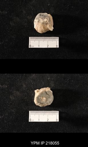 Sphaerodoma sp.