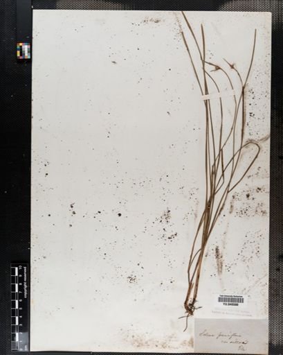 Scleria pauciflora