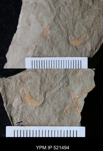undet. Arthropoda