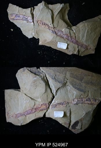 Problematica
