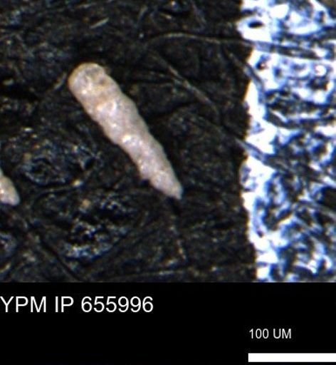 Verneuilinoides kansasensis