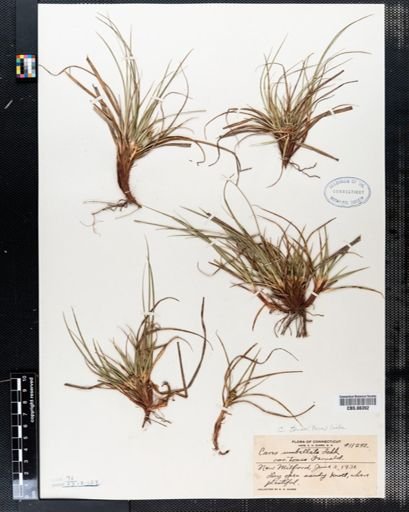 Carex tonsa