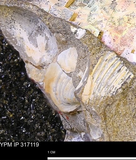 undet. Bivalvia