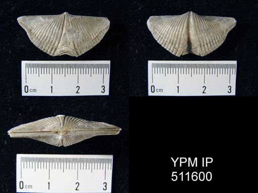 Mucrospirifer mucronatus thedfordense