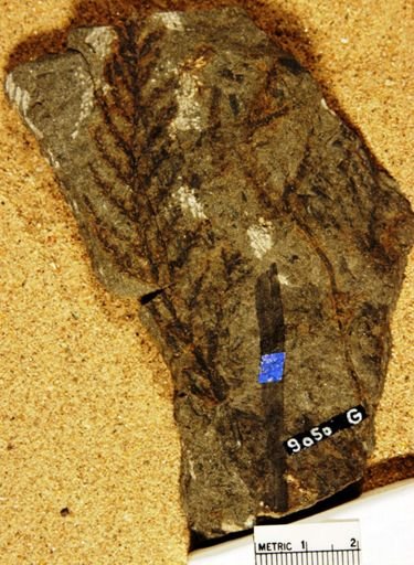 Cheirolepis munsteri