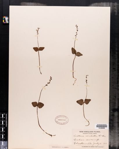 Listera cordata