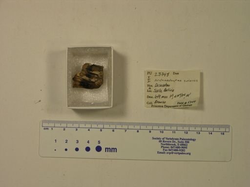 Archaeohyrax suniensis