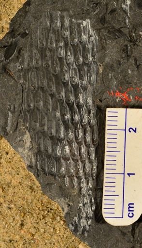 Lepidodendron sp.