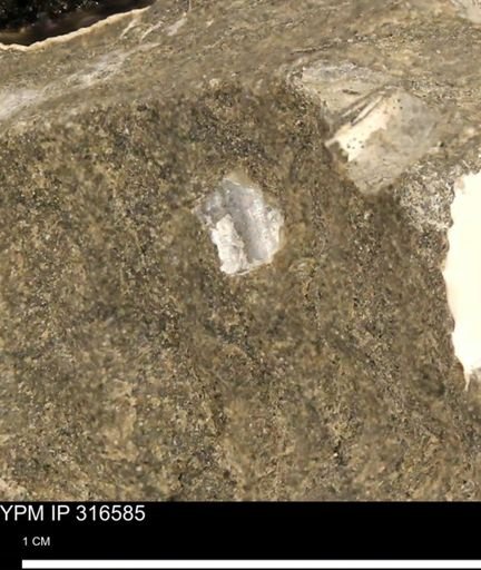 undet. Mollusca