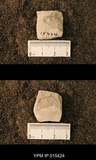 undet. Blattaria