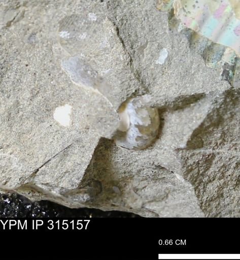 undet. Scaphitidae