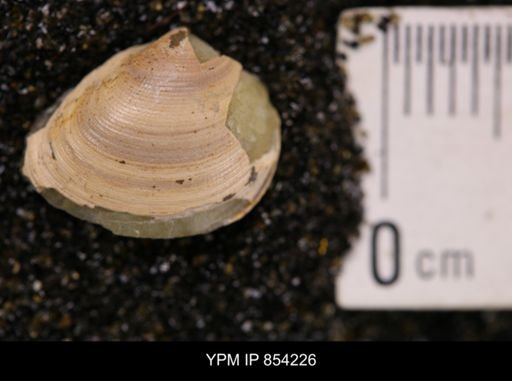Limopsis striatopunctatus