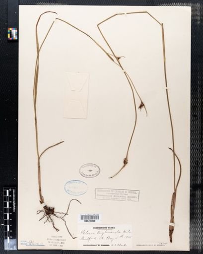 Scleria triglomerata