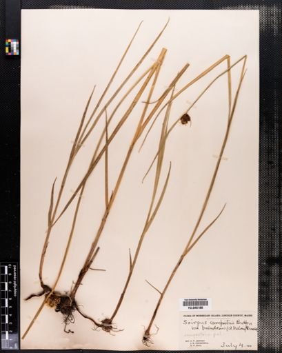 Scirpus paludosus