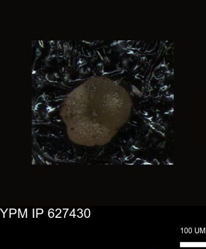undet. Foraminiferida