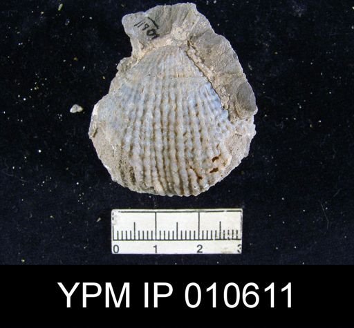 Productus ivesi