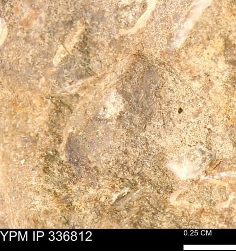 undet. Mollusca