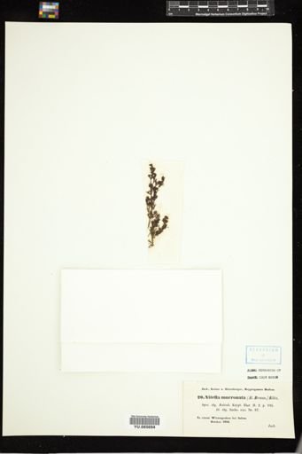 Nitella mucronata