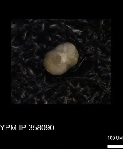 undet. Foraminiferida