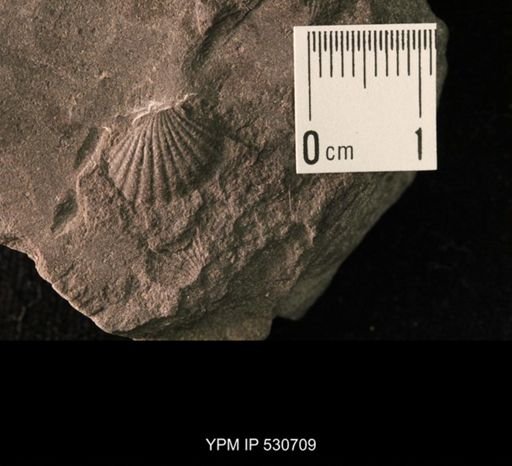 Cardiola retrostriata