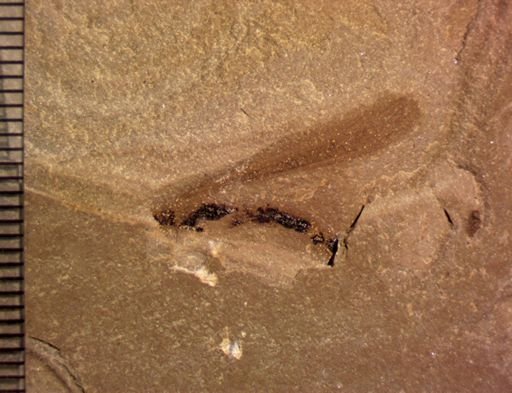 Zygoptera?