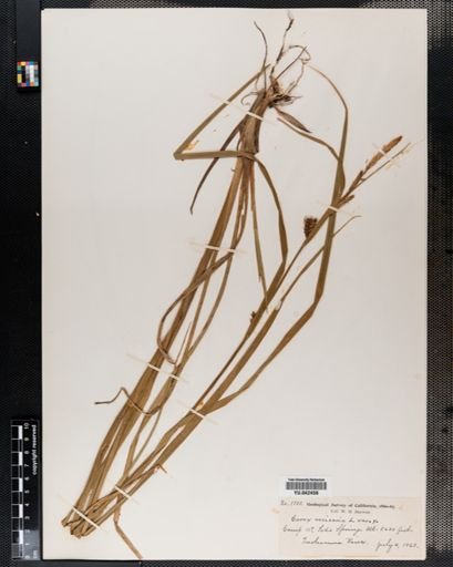 Carex vesicaria