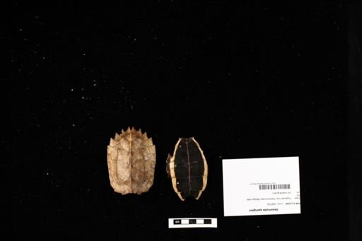 Geoemyda spengleri