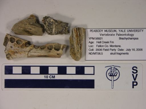 Brachychampsa