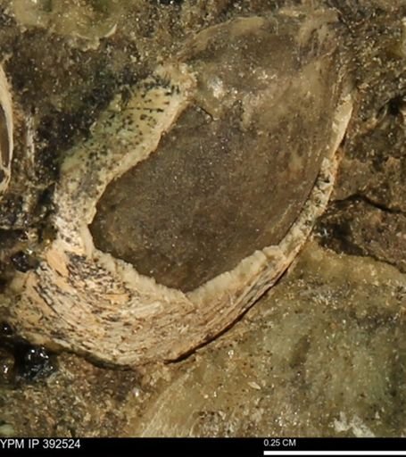 Protocardia subquadrata