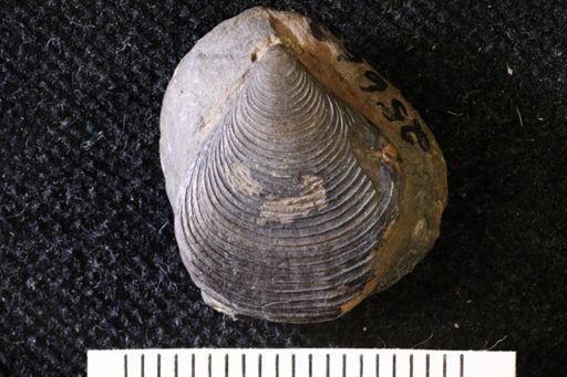 Trigonoglossa kentuckyensis