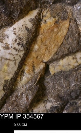 Pseudoptera subtortuosa