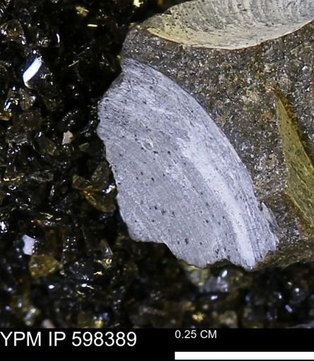 Limopsis striatopunctatus