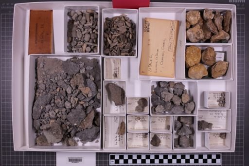mixed taxa, stratigraphic collection