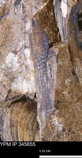 undet. Mollusca
