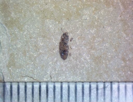 undet. Coleoptera