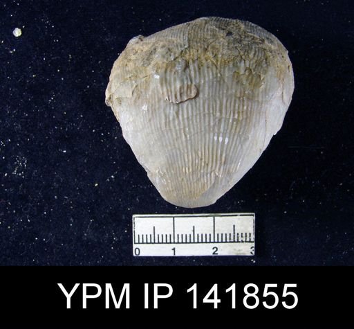 Productus (Linoproductus) lineatus