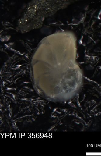 undet. Foraminiferida