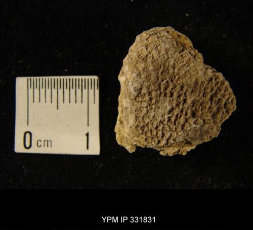 undet. Tabulata